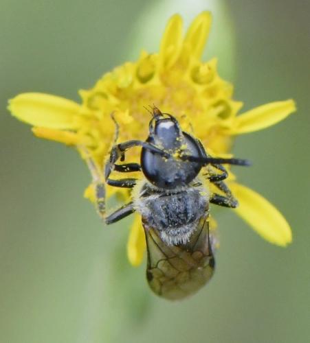 Lasioglossum sp.